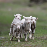 Sheep running