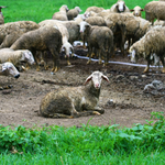 Dirty sheep